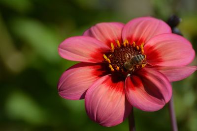 Close-up of pink flower