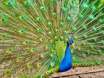 Beautiful peacock bird show off his colorful feathers.