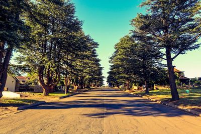 Empty road along trees and plants in city