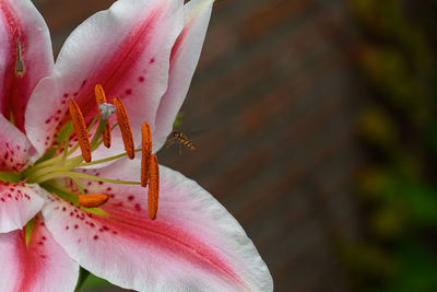 Close-up of pink flower