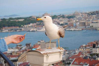 Cropped hand feeding seagull 