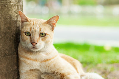 Close-up portrait of a cat