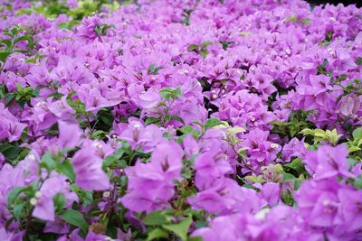 Close-up of fresh pink flowers blooming in tree