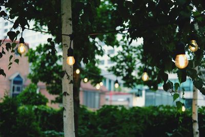 Low angle view of illuminated tree in city