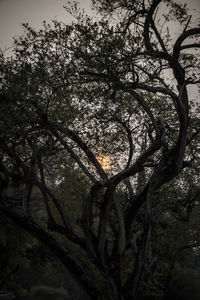 Low angle view of silhouette tree against sky at sunset