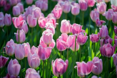 Close-up of pink flowers growing on field