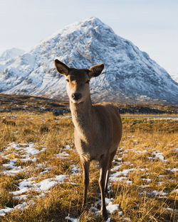 Portrait of deer standing on land against mountain during winter