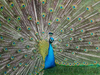 Close-up of peacock