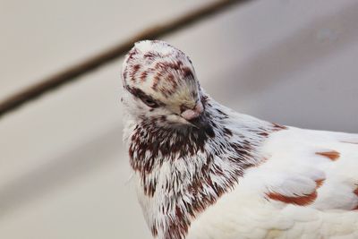 Close-up of a bird