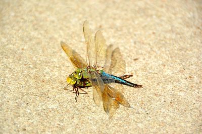 Close-up of insect