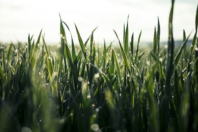 Beautiful close up of rich green grass in morning light with rain or dew water drops and bokeh