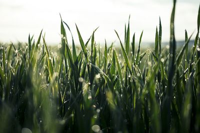 Close-up of crops growing on field against sky