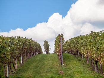 Panoramic shot of trees on field against sky