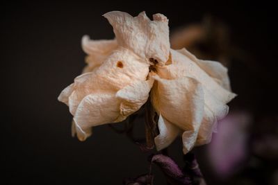 Close-up of wilted rose