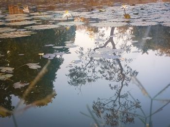 High angle view of fish swimming in lake