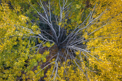 Trees at forest during autumn