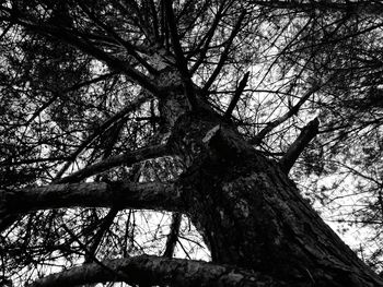 Low angle view of tree against sky