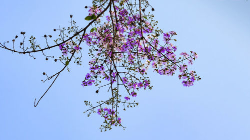 Low angle view of cherry blossoms against sky