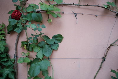 Close-up of ivy growing on wall