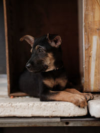 Close-up of dog