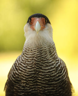 Close-up of a bird looking away