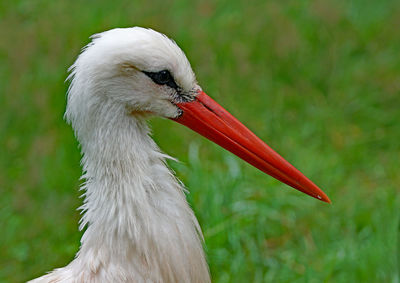 Close-up of bird