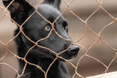 Close-up of dog looking through chainlink fence