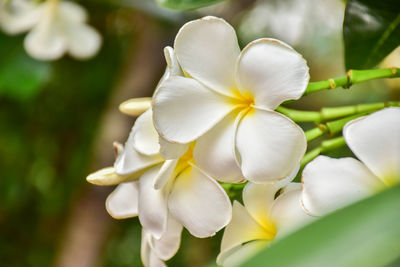 Plumeria flower group blooming in the tree on background view.