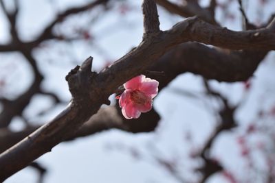 Close-up of pink flowers