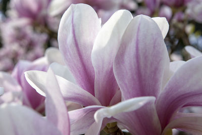 Close-up of pink crocus flower