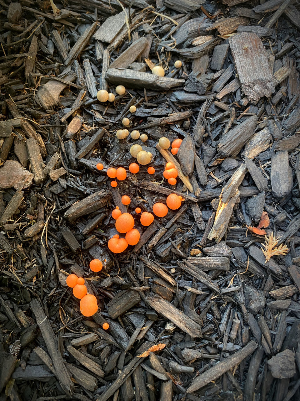 HIGH ANGLE VIEW OF VEGETABLES IN FIELD