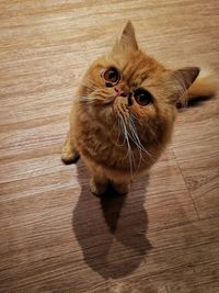 High angle portrait of a cat