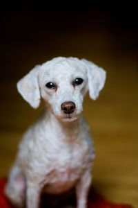 Close-up portrait of dog