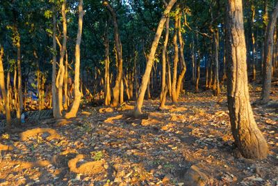 Trees in forest