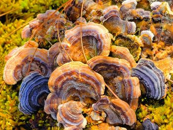 High angle view of shells