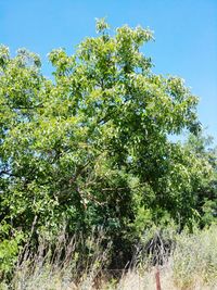 Trees against clear sky