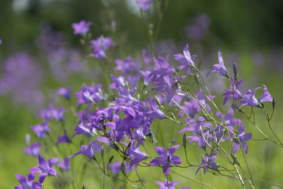 Close-up of purple flowering plants