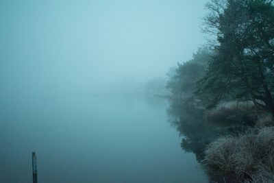 Trees against sky during foggy weather