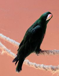 Close-up of bird perching