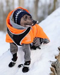 Warmly dressed dog looking away on snow field