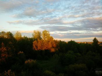 Scenic view of forest during sunset