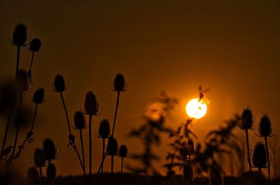 Low angle view of silhouette plants against orange sky