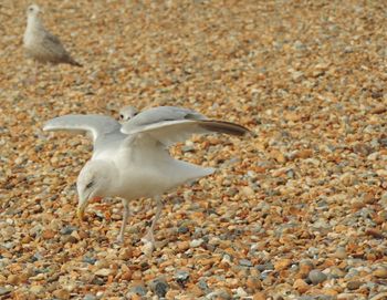 Close-up of seagull on beach