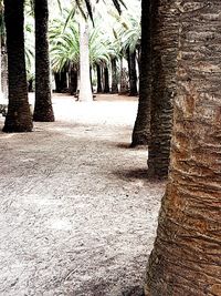 Palm trees in park