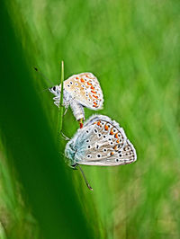 Butterfly on flower