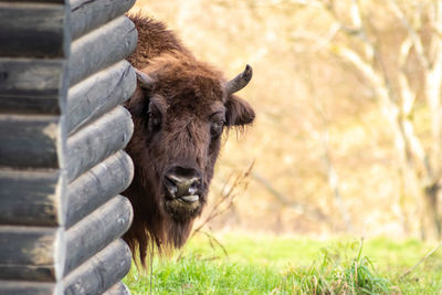 Funny bison looking around the corner into your eyes sticking its tongue out