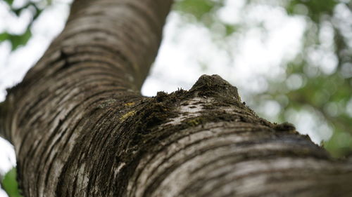 Low angle view of tree trunk against sky