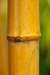 Close-up of rusty metal on wood