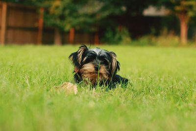 Dog on grass