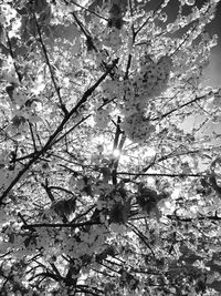 Low angle view of trees